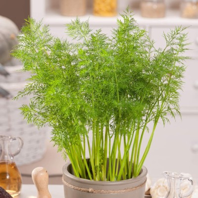 CYBEXIS VXI-87 - Alligator Giant Dill - (750 Seeds) Seed(750 per packet)