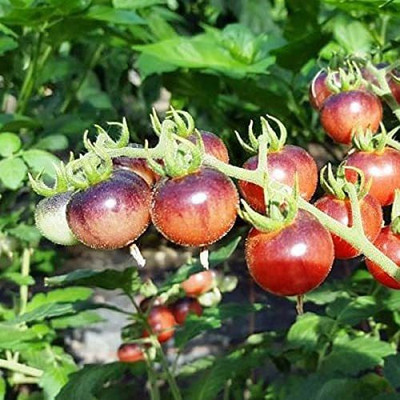 CYBEXIS Hybrid Glossy Rose Blue Tomato Seeds2000 Seeds Seed(2000 per packet)