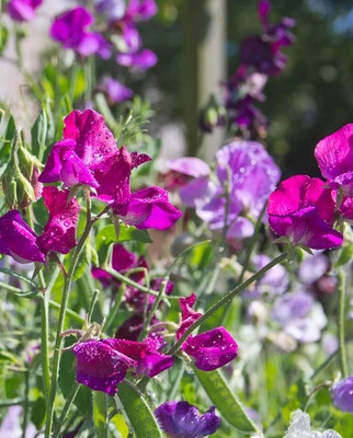 LASMA Sweet Pea Bijou Blend Seed(20 per packet)