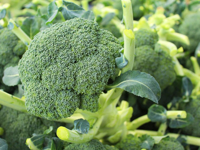 Qualtivate ICRA6-A Broccoli Imported Germination Seeds Seed(300 per packet)