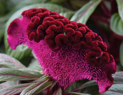 UGRA Red Cockscomb Seed(5 per packet)