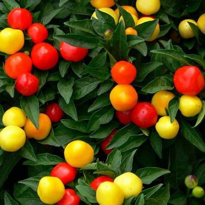 CYBEXIS Heirloom Hybrid chilli Pepper Seeds600 Seeds Seed(600 per packet)