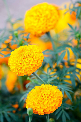 Bahan Traders marigold/gende ka phool flower seeds Seed(25 per packet)