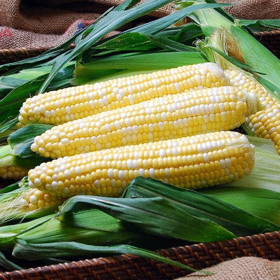 WILLVINE HUA -V F1 Hybrid CO-6 Sweet Corn -[500g] Seed(2000 per packet)