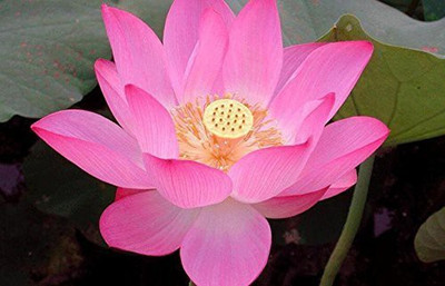 KANAYA Lotus Seed(1 per packet)