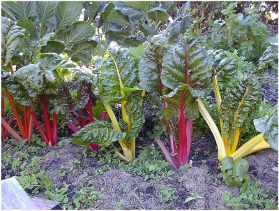 CYBEXIS Organic - Swiss Chard - Rainbow Mix Seeds2800 Seeds Seed(2800 per packet)