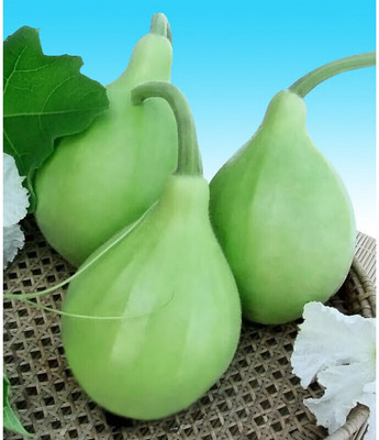 Cloud Farm Bangladeshi Hazari Hybrid Round Lauki-Bottle Gourd Seed(100 per packet)