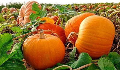 KNESSiN Non-GMO Giant Pumpkin Titan Seeds For Kitchen Gardening (20 Seeds) Seed(20 per packet)