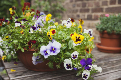 wequality Pansy Viola Swiss Giants Velvet Mix Flower F1 Hybrid Seed(50 per packet)