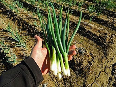 WILLVINE SCI -VIII Tokyo Long White Bunching Onion [50g] Seed(30000 per packet)