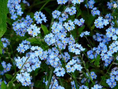 Epazo Allysum Snow White, Allysum Seed(98 per packet)