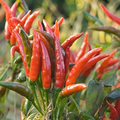WILLVINE Pusa Chilli/Mirch Seeds-[3000 Seeds] Seed(3000 per packet)