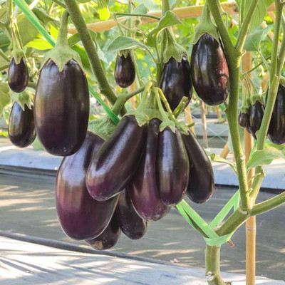 ibains Brinjal seeds packet Seed(70 per packet)