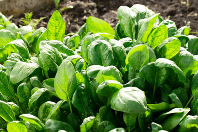 AFARTIOBINA 69 PCS SPINACH SEEDS-A02 Seed(69 per packet)