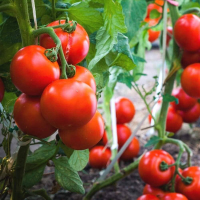 ibains Summer season tomato seeds Seed(315 per packet)