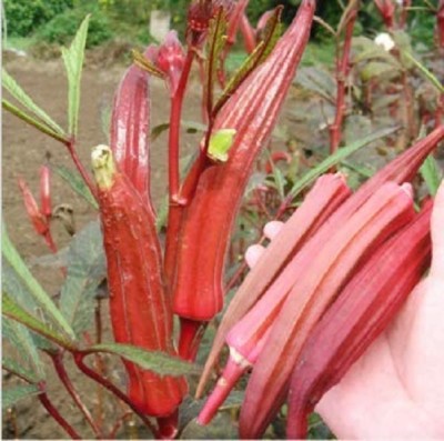 KNESSiN Hybrid Red Okra[300 Seeds] Seed(300 per packet)