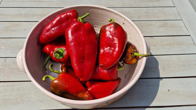 KNESSiN Heirloom Elephant Ear Red Pepper Vegetable Seeds For Gardening-(1200 Seeds) Seed(1200 per packet)