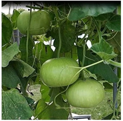 Avysa Round Bottle-gourd Seeds Seed(40 per packet)