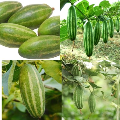 ibains Pointed gourd seeds for garden 19 Seed(19 per packet)