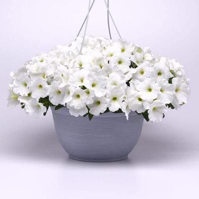 Qualtivate TLX-239 Petunia Seeds - E3 Easy Wave White Seeds Seed(50 per packet)