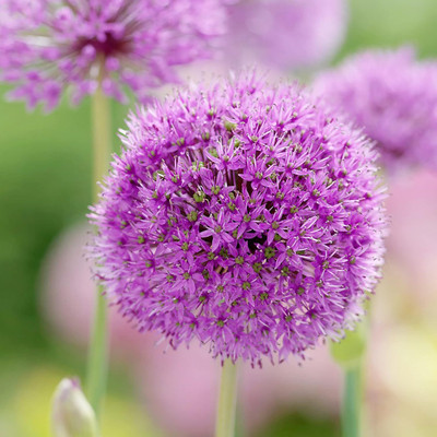 KNESSiN Open-Pollinated Ornamental Onion Seeds for Home Gardening-(300 Seeds) Seed(300 per packet)