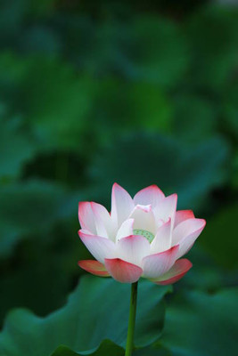 JasBerk lotus,kamal seeds Seed(15 per packet)