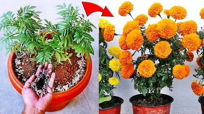 DEYS AGRO ™ indian marigold flower Seed(58 per packet)