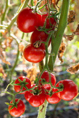 DROXTY tomato Seed(115 per packet)