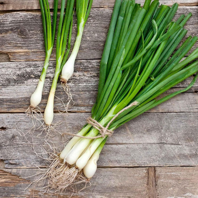 KNESSiN Easy Grow Evergreen White Nebuka Onion Seeds For Kitchen Gardening-(2400 Seeds) Seed(2400 per packet)