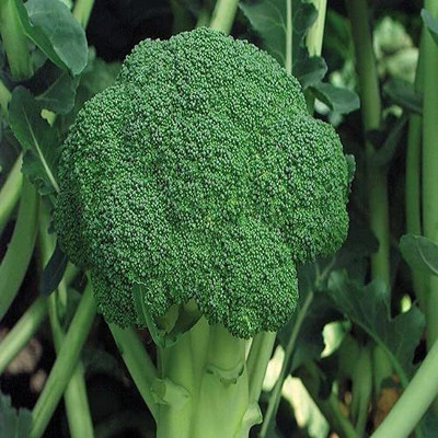 CYBEXIS ATS-67 - Broccoli High Germination - (150 Seeds) Seed(150 per packet)