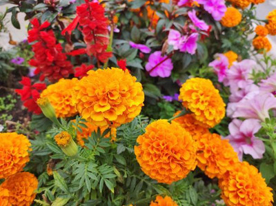 seedx marigold/gende ka phool flower seeds Seed(50 per packet)