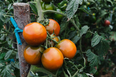 jui halder tomato Seed(130 per packet)