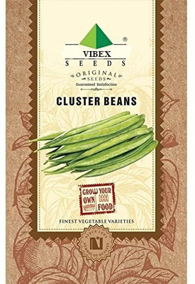 WILLVINE Cluster Beans Seeds - (2400 Seeds) Seed(2400 per packet)