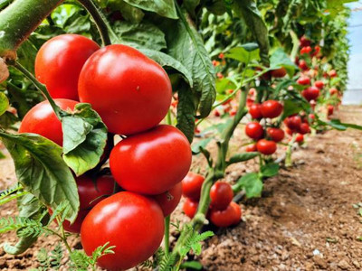 Vietrian tomato Seed(120 per packet)