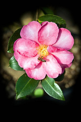 XOLDAA balsam frower Seed(30 per packet)