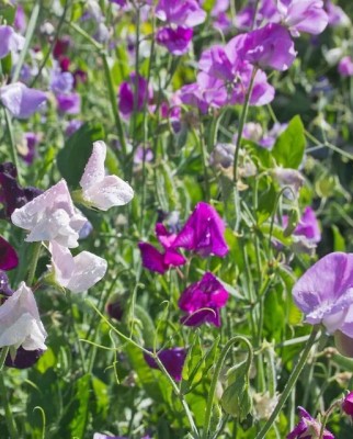 LASMA Sweet Pea Bijou Blend Seed(20 per packet)