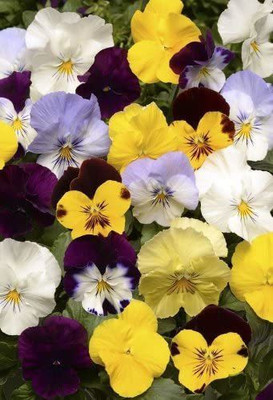 CYBEXIS Seed - Flower - Pansy - Cool Wave Mixed F1 Seed(50 per packet)