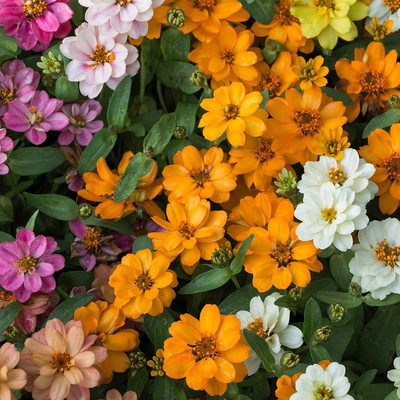 CYBEXIS Zinnia Seeds - Profusion Series - Double Mix Seed(25 per packet)