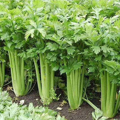 LPT HARA DHANIYA Seed(300 per packet)