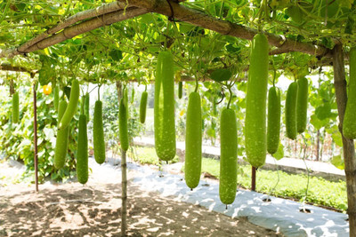 VibeX ® XLR-56 Bottle Gourd Dudhi Lauki Seeds Calabash Seed(50 per packet)