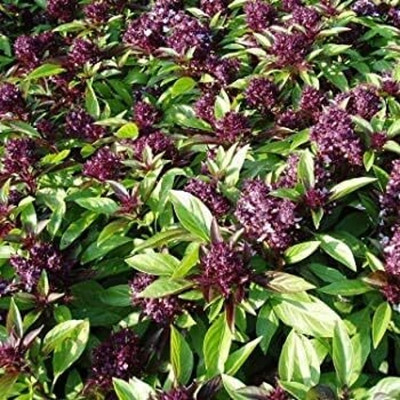 Qualtivate NBIR-77 Non-GMO Thai Basil Seeds Seed(1000 per packet)