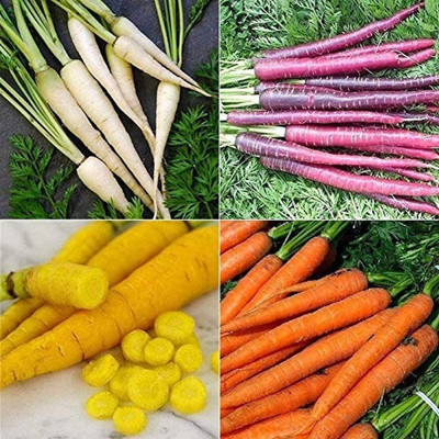 CYBEXIS Non-GMO Seeds Collection Set Carrot (Multi) 4 Varieties1000 Seeds Seed(1000 per packet)