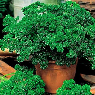 Qualtivate HUA-254 Double Curled Parsley Seed(500 per packet)