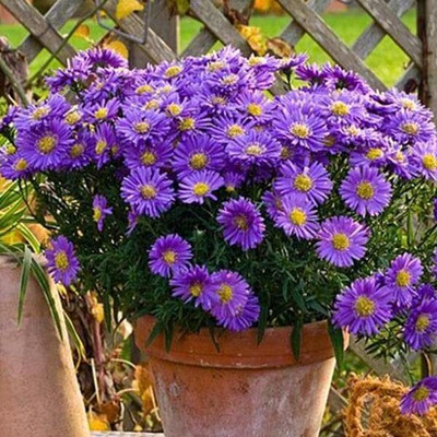 Aywal Aster Princess Mixed Flower Seed(70 per packet)