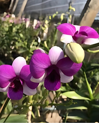 Divine Blossoms Dendrobium Orchid Hybrid Richly Two Tone Without Flower Seed(10 per packet)