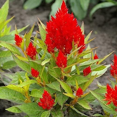 MAA Celosia Dwarf, Cockscomb Seed(140 per packet)
