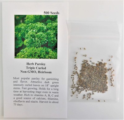 CYBEXIS VVI-55 - Parsley Triple Curled (Green) - (750 Seeds) Seed(750 per packet)