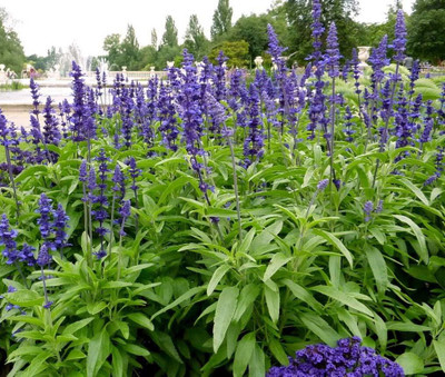 Lorvox Salvia Mixed Seed(35 per packet)