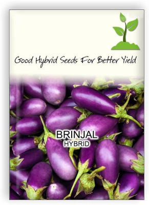 TRADITIONAL TRENDZZ BRINJAL Seed(120 per packet)