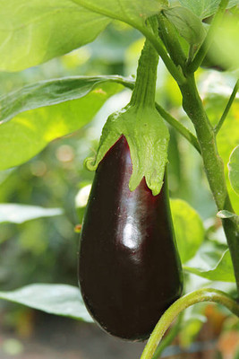 Kodali Hybrid F1 Brinjal Seeds Pack Of 30 Seed(30 per packet)